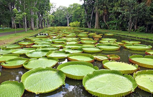 Jardin de Pamplemousses - Ile Maurice