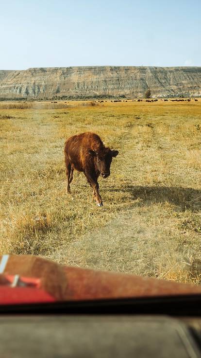 Découverte du Wyoming : rencontre avec un bison - Etats Unis