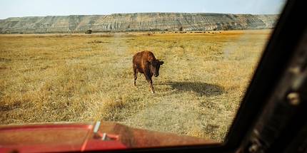 Découverte du Wyoming : rencontre avec un bison - Etats Unis