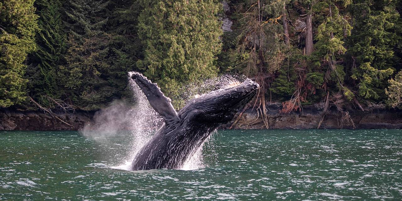 Observation des baleines  aux Escoumins - Québec - Canada
