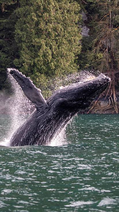 Observation des baleines  aux Escoumins - Québec - Canada