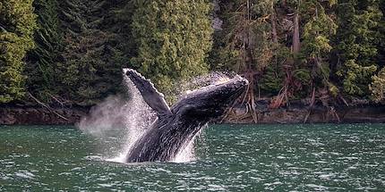 Observation des baleines  aux Escoumins - Québec - Canada