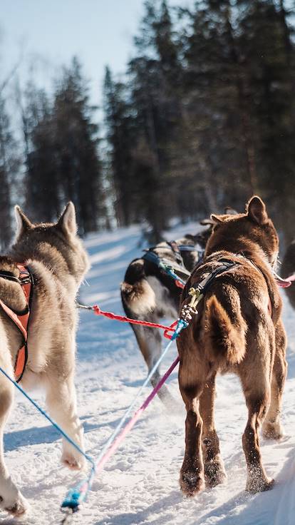 Traîneau à chiens - Laponie - Finlande