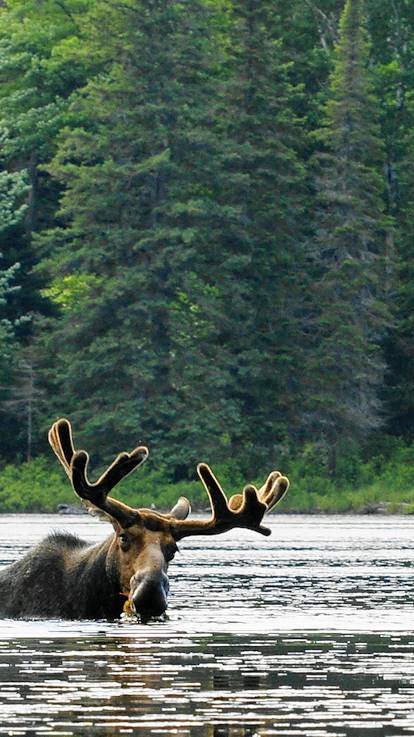 Parc Algonquin - Muskoka - Ontario - Canada