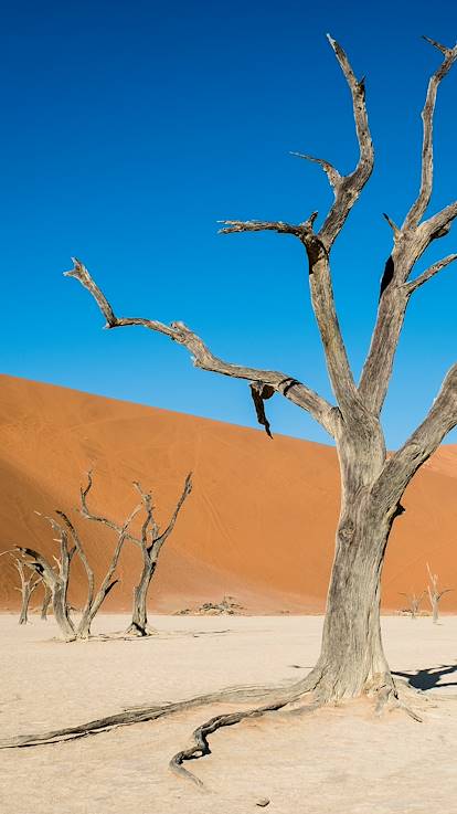 Désert de Sossusvlei - Désert du Namib - Namib Naukluft - Namibie