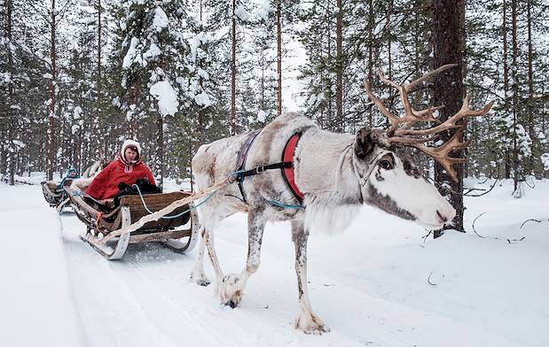 Safari en traîneau à rennes à travers la forêt - Rovaniemi - Laponie - Finlande